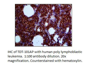 TdT Antibody in Immunohistochemistry (IHC)