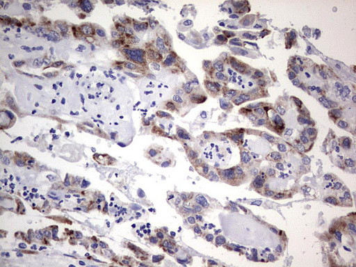 TET3 Antibody in Immunohistochemistry (Paraffin) (IHC (P))