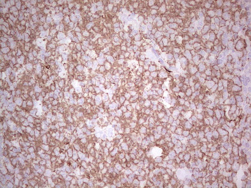 TET3 Antibody in Immunohistochemistry (Paraffin) (IHC (P))