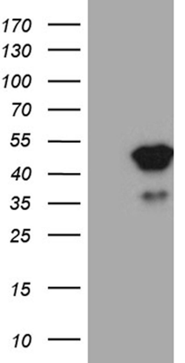 TFEC Antibody in Western Blot (WB)