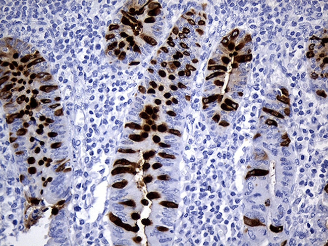 TFF3 Antibody in Immunohistochemistry (Paraffin) (IHC (P))