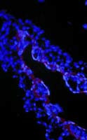 TGF beta-3 Antibody in Immunocytochemistry (ICC/IF)