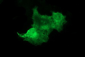 TH Antibody in Immunocytochemistry (ICC/IF)
