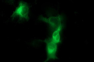 TH Antibody in Immunocytochemistry (ICC/IF)