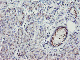 THAP6 Antibody in Immunohistochemistry (Paraffin) (IHC (P))