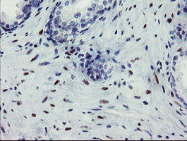 THAP6 Antibody in Immunohistochemistry (Paraffin) (IHC (P))