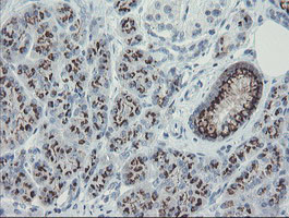 THAP6 Antibody in Immunohistochemistry (Paraffin) (IHC (P))