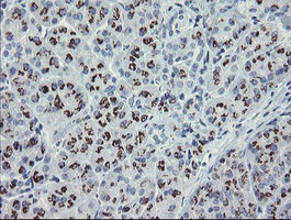 THAP6 Antibody in Immunohistochemistry (Paraffin) (IHC (P))