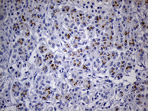THAP8 Antibody in Immunohistochemistry (Paraffin) (IHC (P))