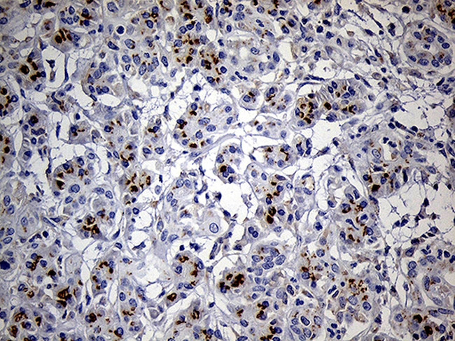 THAP8 Antibody in Immunohistochemistry (Paraffin) (IHC (P))