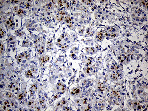 THAP8 Antibody in Immunohistochemistry (Paraffin) (IHC (P))