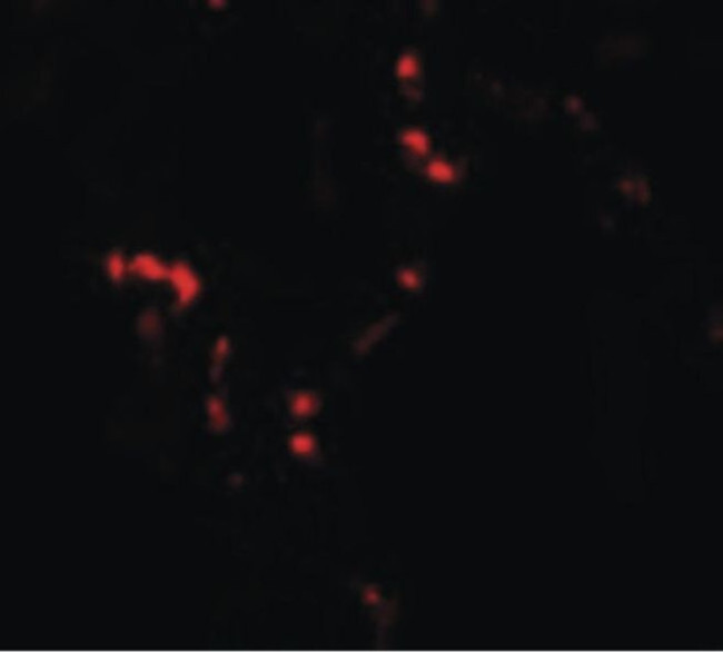 Thrombospondin 4 Antibody in Immunocytochemistry (ICC/IF)