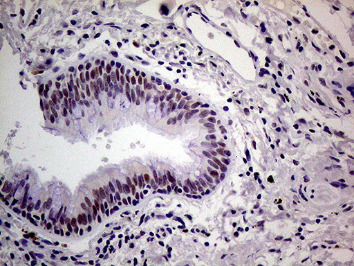 THOC3 Antibody in Immunohistochemistry (Paraffin) (IHC (P))
