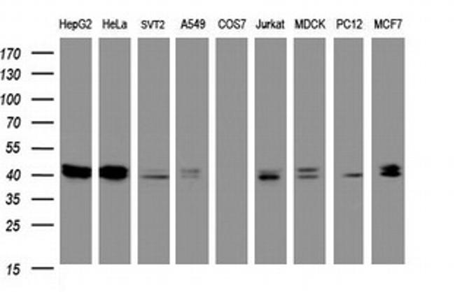 TIA1 Antibody in Western Blot (WB)