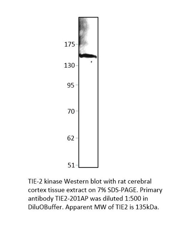 TIE2 Antibody in Western Blot (WB)