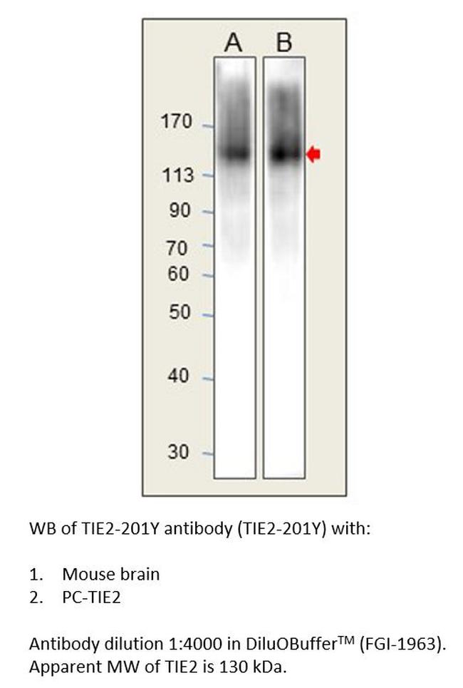 TIE2 Antibody in Western Blot (WB)