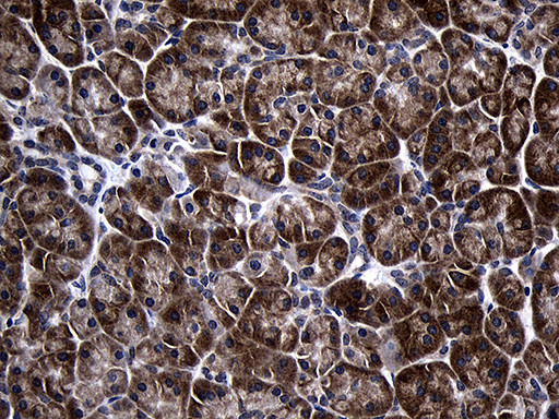 TINF2 Antibody in Immunohistochemistry (Paraffin) (IHC (P))