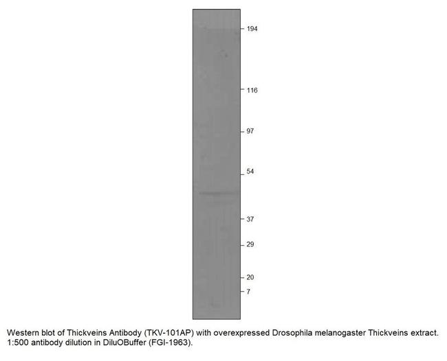 Thickveins Antibody in Western Blot (WB)