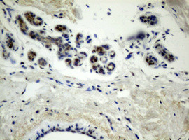 TLE1 Antibody in Immunohistochemistry (Paraffin) (IHC (P))