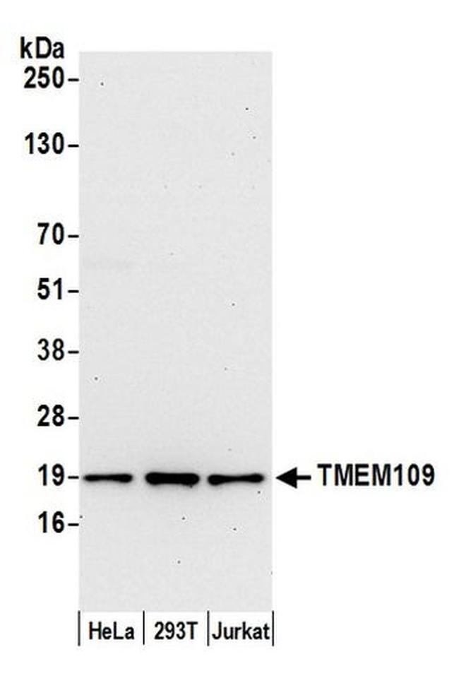 TMEM109 Antibody in Western Blot (WB)