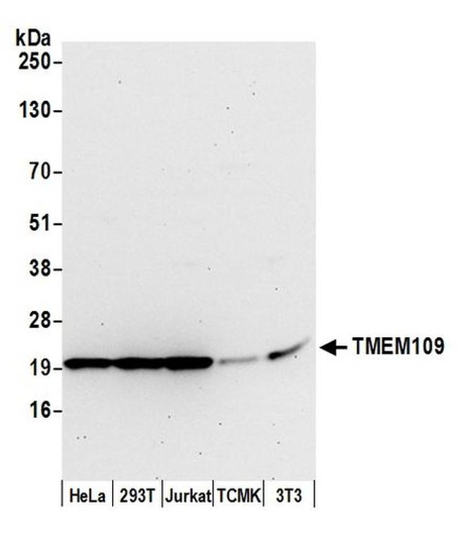 TMEM109 Antibody in Western Blot (WB)
