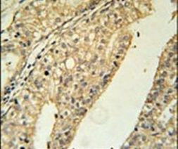 TMEM134 Antibody in Immunohistochemistry (IHC)