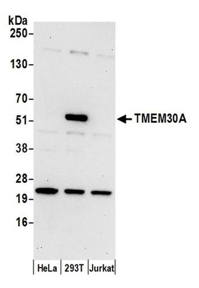 TMEM30A Antibody in Western Blot (WB)