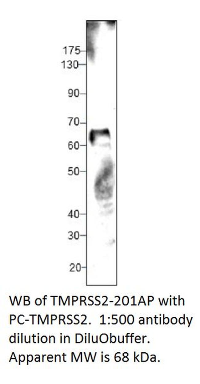 TMPRSS2 Antibody in Western Blot (WB)