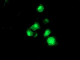 TMPRSS5 Antibody in Immunocytochemistry (ICC/IF)