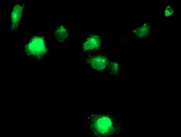 TMPRSS5 Antibody in Immunocytochemistry (ICC/IF)