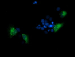TMPRSS5 Antibody in Immunocytochemistry (ICC/IF)