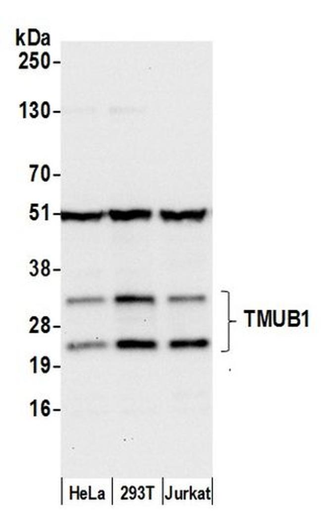 TMUB1 Antibody in Western Blot (WB)