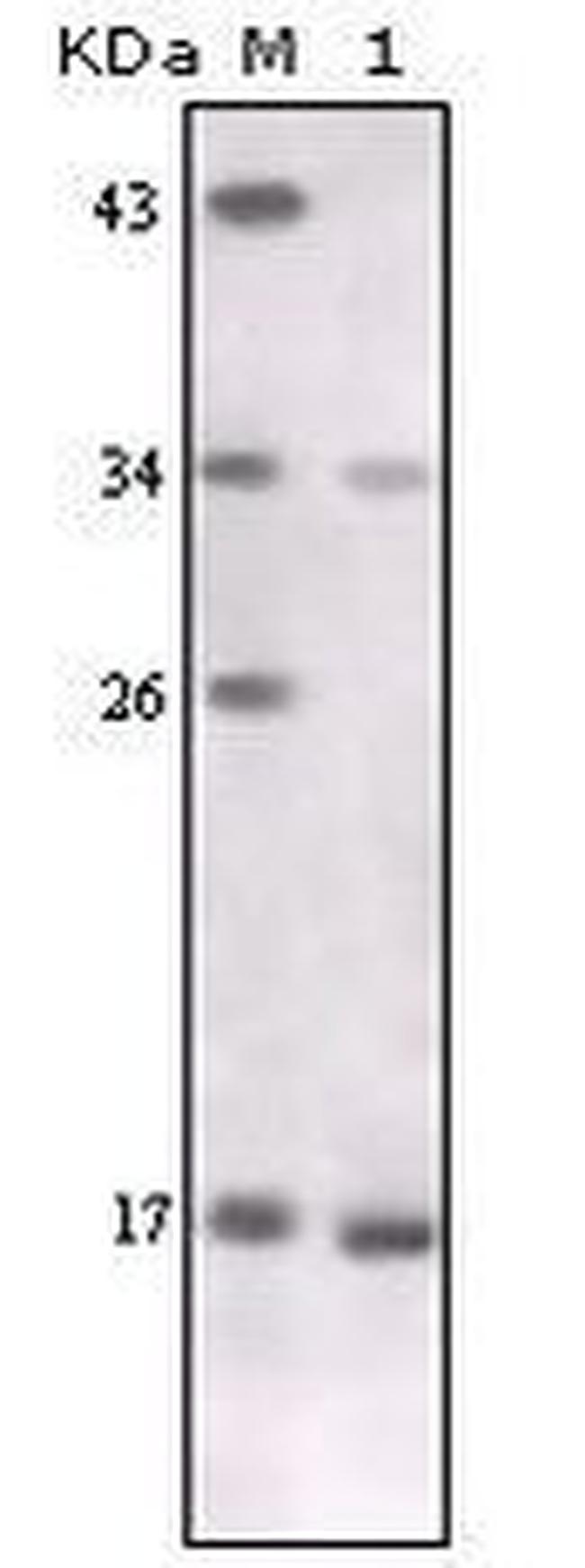 TNF alpha Antibody in Western Blot (WB)