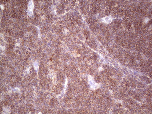 TNFRSF18 Antibody in Immunohistochemistry (Paraffin) (IHC (P))