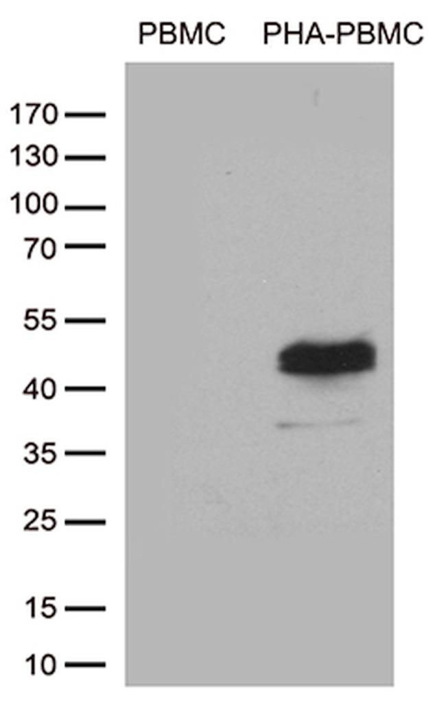 TNFRSF4 Antibody in Western Blot (WB)