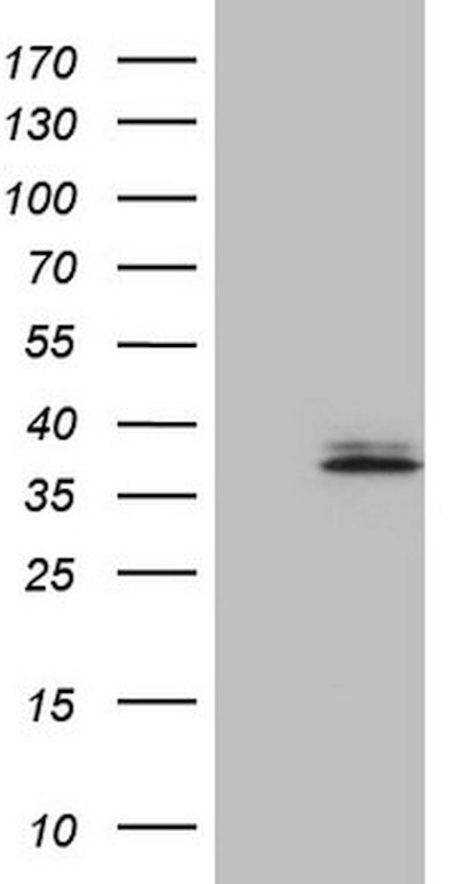 TNFSF13B Antibody in Western Blot (WB)