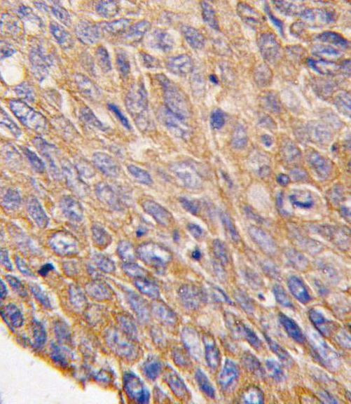 TOB2 Antibody in Immunohistochemistry (IHC)