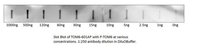 TOMM6 Antibody in Western Blot (WB)
