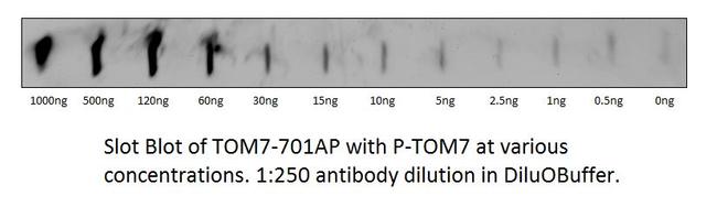 TOMM7 Antibody in Western Blot (WB)