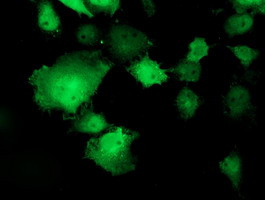 TOMM34 Antibody in Immunocytochemistry (ICC/IF)