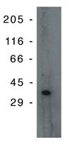 PIG3 Antibody in Western Blot (WB)