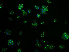 TPMT Antibody in Immunocytochemistry (ICC/IF)
