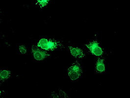 TPSG1 Antibody in Immunocytochemistry (ICC/IF)