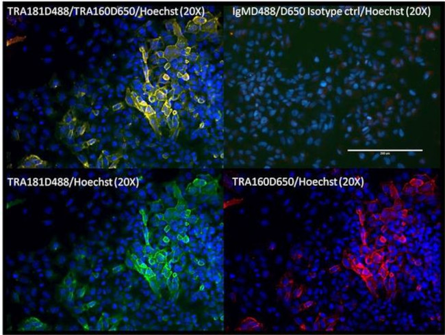 TRA-1-81 Antibody in Immunocytochemistry (ICC/IF)