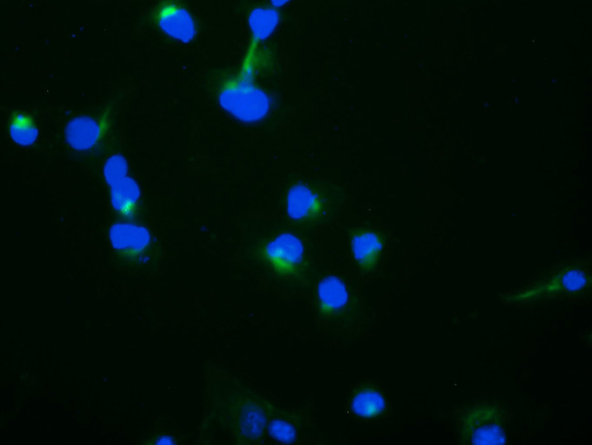 TRAPPC4 Antibody in Immunocytochemistry (ICC/IF)