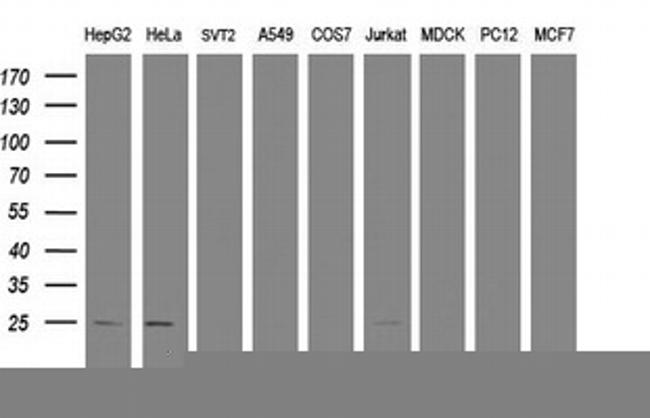 TRAPPC4 Antibody in Western Blot (WB)
