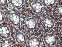 TRIM22 Antibody in Immunohistochemistry (Paraffin) (IHC (P))
