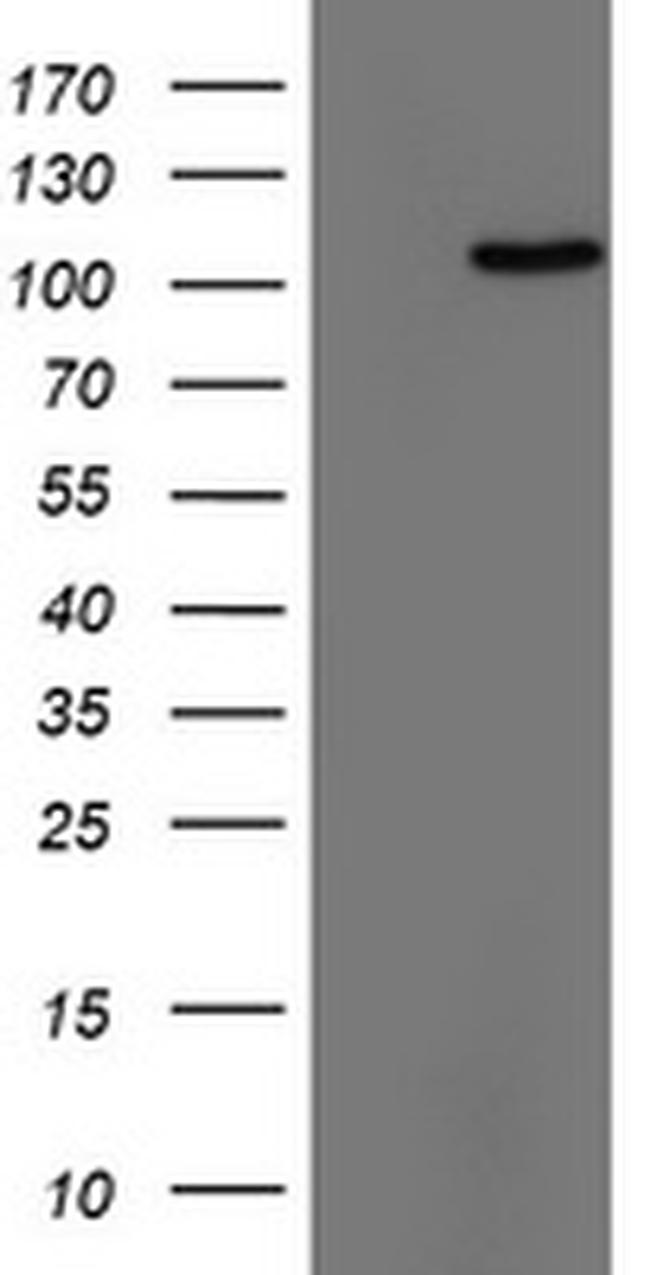 TRIM24 Antibody in Western Blot (WB)