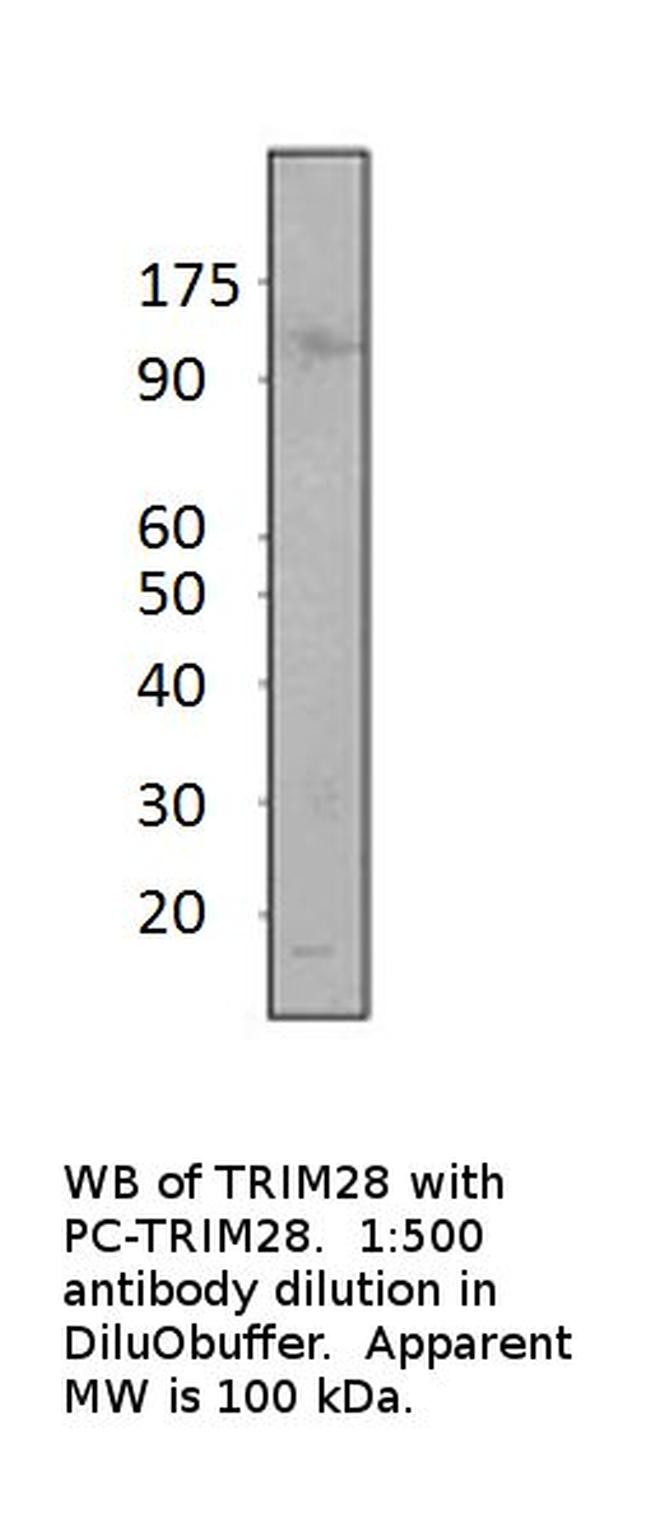 KAP1 Antibody in Western Blot (WB)