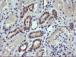 TRIM38 Antibody in Immunohistochemistry (Paraffin) (IHC (P))